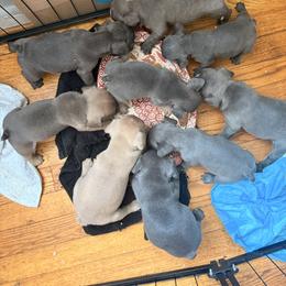 French Bulldog Puppies from Blue Ridge Frenchies of Virginia