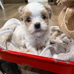 Callie Mae - Cream female Shichon puppy in Bradford, Ohio from Ted E. Bear Patch