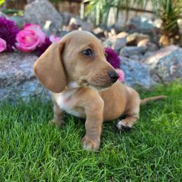 Scout - Cream male Dachshund puppy in Florence, Arizona from Doxie Town Az
