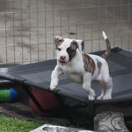 American Bulldog Puppies from Ferocia Kennels