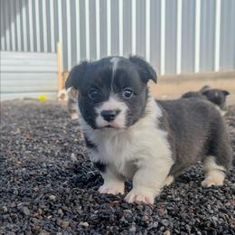 Gobble - Brindle and white female Cardigan Welsh Corgi puppy in Hotchkiss, Colorado from Bell S Ranch