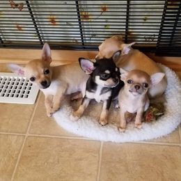 Chihuahua Puppies from True Shot Chihuahuas