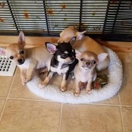 Chihuahua Puppies from True Shot Chihuahuas