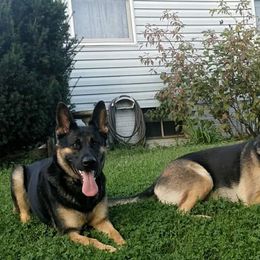 German Shepherds from Haus Merrell German Shepherd