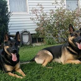 German Shepherds from Haus Merrell German Shepherd