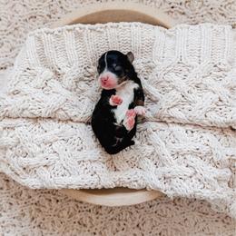 Clara - Tri-color female Bernedoodle puppy in Cold Spring, Minnesota from A.N.A. Doodles