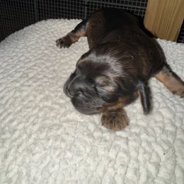 Birdie - Sable female Cocker Spaniel puppy in Lake, Mississippi from MGs Cockers