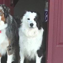Chloe - Miniature Australian Shepherd