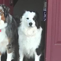 Chloe - Miniature Australian Shepherd