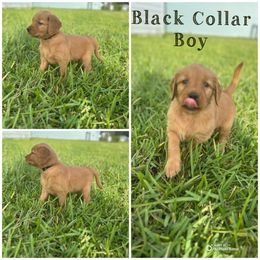 Black Boy - Dark golden male Golden Retriever puppy in Ocala, Florida from Hidden Oaks Golden Retrievers