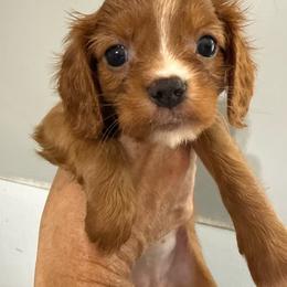 Zoe - Ruby female Cavalier King Charles Spaniel puppy in Jacksonville, Florida from Lori Van Doorn's Cavalier King Charles Spaniel