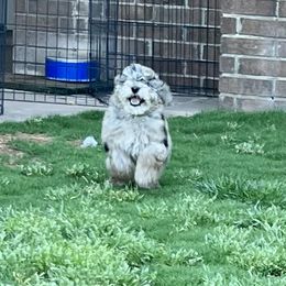 Aussiedoodle and Miniature Australian Shepherd Puppies from BlueZion Aussies