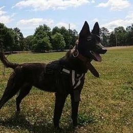 Lucca - Dutch Shepherd