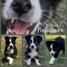 Professor X Blue eyes - Black tri-color male Australian Shepherd puppy in Huntington, Texas from JKKJ Farms