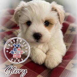 Glory - Parti female Miniature Schnauzer puppy in Dorr, Michigan from Enchanted Paws