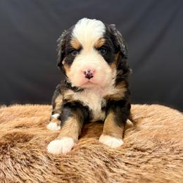 Applejack - Black rust and white male Bernese Mountain Dog puppy in Alabama from Dogwood Creek Bernese