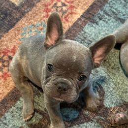 Purple collar - Blue female French Bulldog puppy in Livingston, Texas from Drake Home Frenchies