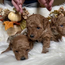 Poodle Puppies from Divine Poodles
