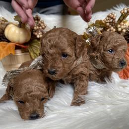 Poodle Puppies from Divine Poodles