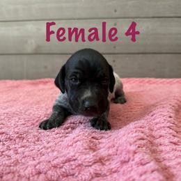 Jolene - Black roan female German Shorthaired Pointer puppy in Axton, Virginia from Red Clay Kennels