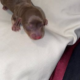 Dachshund Puppies from Hetu's Dachshunds