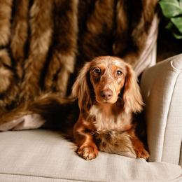 Dream - Dachshund