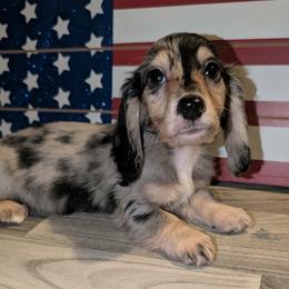 Oreo PET ONLY price listed in puppy details - Dapple male Dachshund puppy in Unadilla, Georgia from Hamsley's Puppy Palace