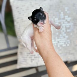 Daisy - Black & tan tri-color female Maltipoo puppy in West Jordan, Utah from Gem Puppies of Utah