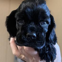 Stealer - Black male Cocker Spaniel puppy in Victor, Montana from Stargazer Kennel