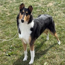 ZuZu - Collie