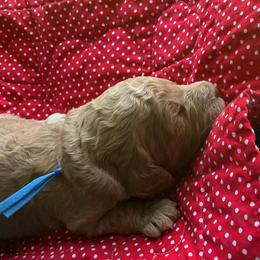 Royal blue collar - Cream male Labradoodle puppy in Mechanicville, New York from Deuce's Doodles