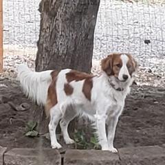 Fire - Nederlandse Kooikerhondje