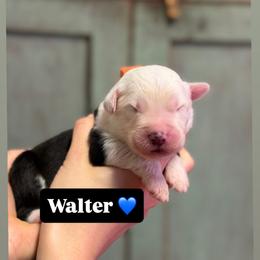 Walter - Gray and white male Old English Sheepdog puppy in Bristol, Indiana from Ridgeruns OES