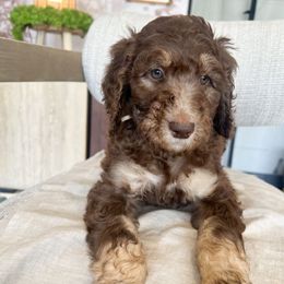 Toast - Brindle Poodle puppy in Corona, California from Garden Of Poodles