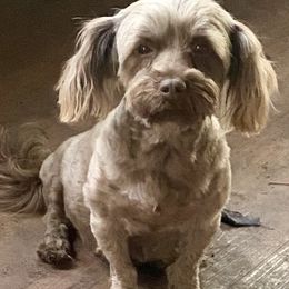 Ruthie - Havanese