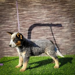 Anatolian Shepherd Dog and Australian Cattle Dog Puppies from 4D Cattle Dogs