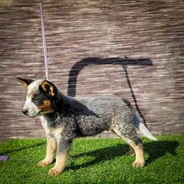 Anatolian Shepherd Dog and Australian Cattle Dog Puppies from 4D Cattle Dogs
