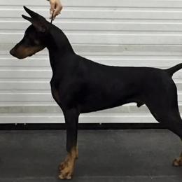 Doberman Pinschers from D'vine Dobermans