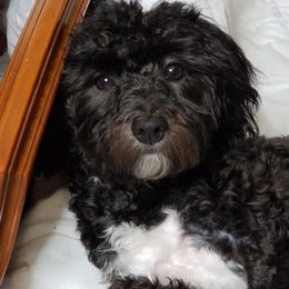 Buddy - Havanese