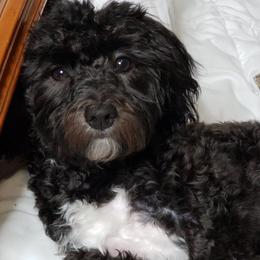Buddy - Havanese