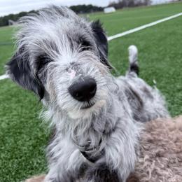 Slate - Blue merle male Aussiedoodle puppy in Buffalo, Illinois from Pear Tree Pups