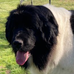 Newfoundlands from Mount Olympus Newfies
