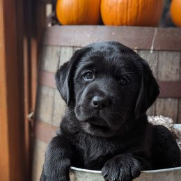 Labrador Retriever Puppies from White River Labradors