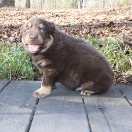 Mannie - Red tri-color male Australian Shepherd puppy in Macon, Georgia from Shaina’s Shepherds