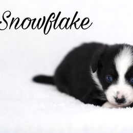 Australian Shepherd, Miniature American Shepherd, Miniature Australian Shepherd, and Toy Australian Shepherd Puppies from Painted Blue Aussies