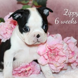 Boy 3-Zippy - Black and white male Boston Terrier puppy in North Central, Vermont from Windy Valley’s Bostons