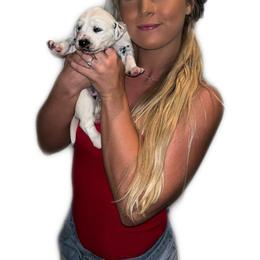 Dalmatian Puppies from Clarks 101 Dalmatians