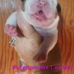 Female 4 - White and red female American Bulldog puppy in Xenia, Ohio from Bingham's Bulldogs LLC