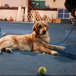 French Bulldog, Goldendoodle, and Golden Retriever Puppies from Crystal Coast Kennels, LLC