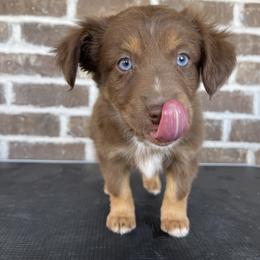 Australian Shepherd, Miniature American Shepherd, Miniature Australian Shepherd, and Toy Australian Shepherd Puppies from Painted Blue Aussies